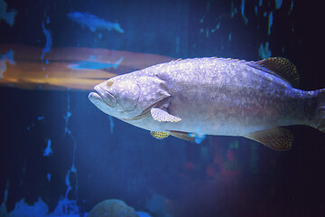 Image showing fish swimming in aquarium