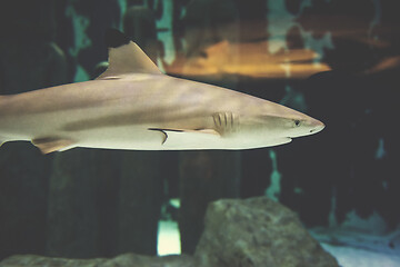 Image showing shark swimming in aquarium