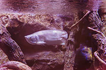 Image showing fish swimming in aquarium