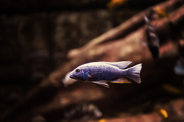 Image showing aquarium with colorful fishes