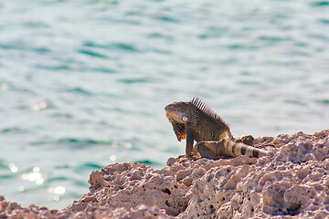 Image showing Green iguana