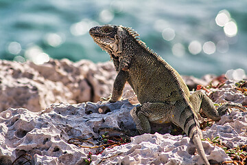 Image showing Green iguana