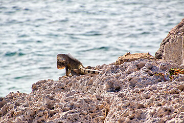 Image showing Green iguana