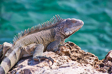 Image showing Green iguana