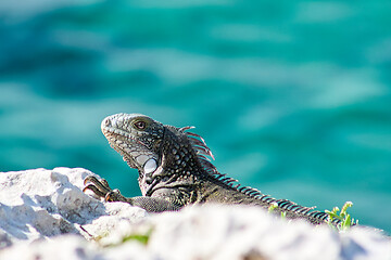 Image showing Green iguana