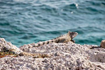 Image showing Green iguana