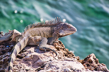 Image showing Green iguana