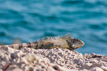 Image showing Green iguana