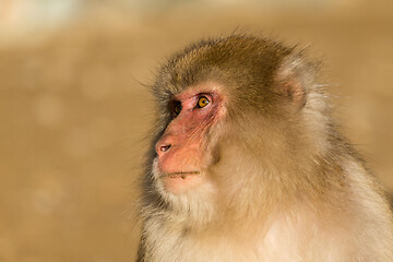 Image showing Monkey