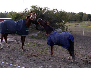 Image showing cocky pony and large horse