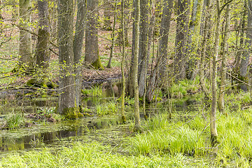 Image showing forest with swamp