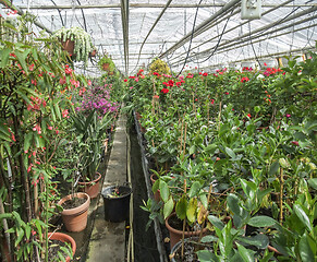 Image showing inside greenhouse scenery
