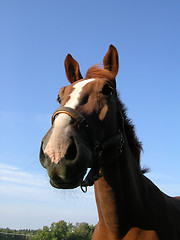 Image showing horse closeup