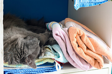 Image showing The cat sleeps in the closet on the shelf with things