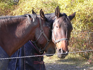 Image showing Horses resting