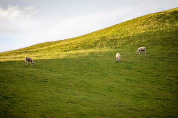 Image showing sunset landscape New Zealand north island