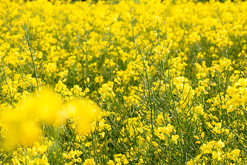 Image showing rape field spring background