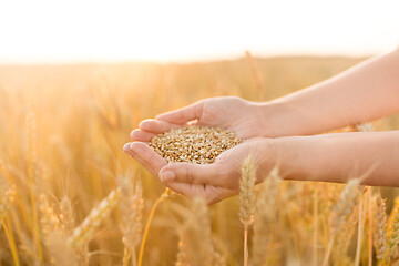 Image showing hands holding ripe wheat grain on cereal field