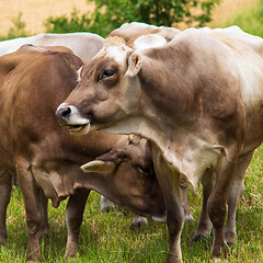 Image showing Aubrac cows in the meadow