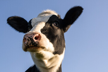 Image showing Holstein cow portrait