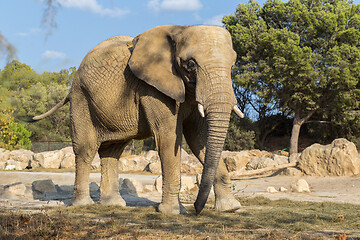 Image showing African elephant walking in the nature