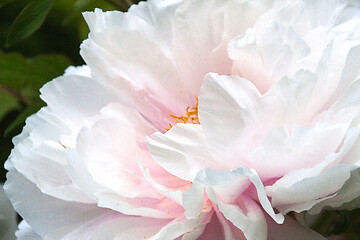 Image showing Peony