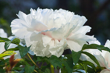 Image showing Peony