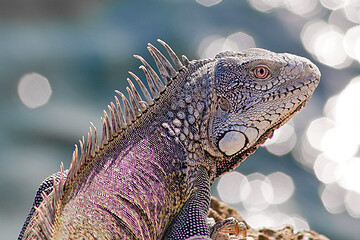 Image showing Green iguana