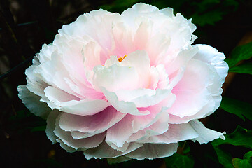 Image showing Peony