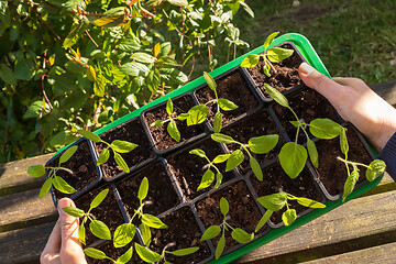 Image showing Farmer holding tomatoes seedling