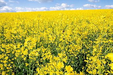 Image showing rape field spring background