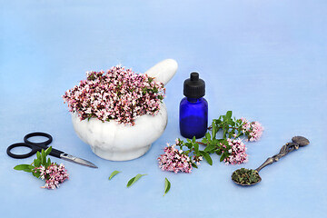 Image showing Oregano Herb Natural Herbal Medicine