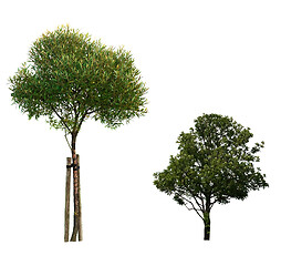 Image showing Tree isolated