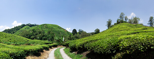 Image showing Cameron Highlands