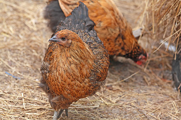 Image showing Brown hen