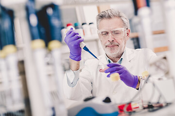 Image showing Senior male life scientist researching in the laboratory.