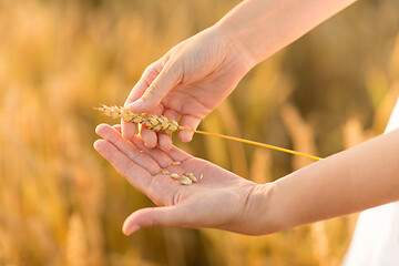 Image showing hands peeling spickelet\'s shell on cereal field