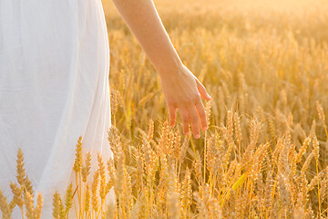 Image showing hand touching wheat spickelets on cereal field