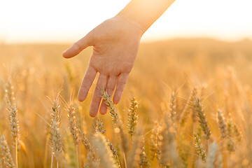 Image showing hand touching wheat spickelets on cereal field