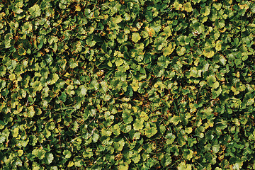 Image showing green summer grass and other plant texture