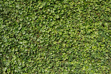 Image showing green summer grass and other plant texture