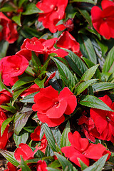 Image showing Red New Guinea impatiens flowers in pots