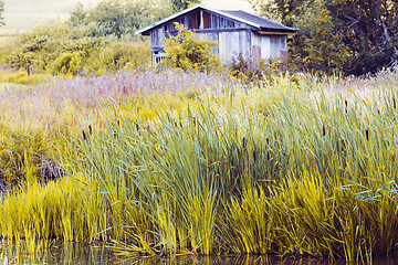 Image showing reeds at the pond in summer