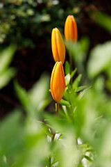 Image showing Detail of flowering orange bud lily