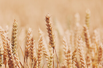 Image showing ripe golden wheat field in summertime