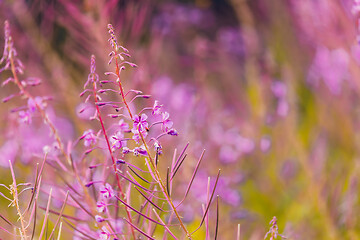 Image showing Pink fireweed flowers on spring meadow