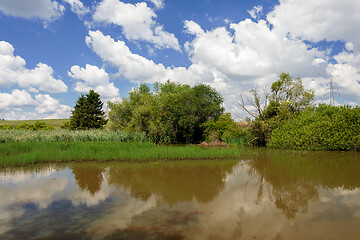 Image showing reeds at the pond in summertime