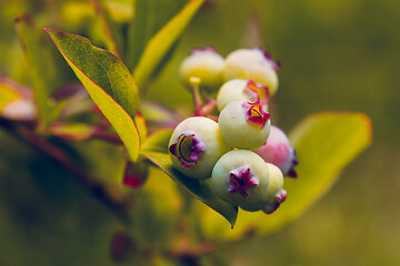 Image showing Unripe blue berry fruit in summer garden