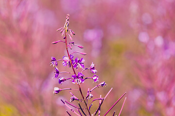 Image showing Pink fireweed flowers on spring meadow