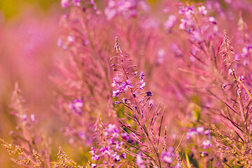 Image showing Pink fireweed flowers on spring meadow